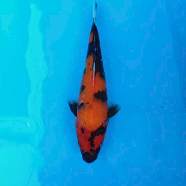 Showa 22 cm