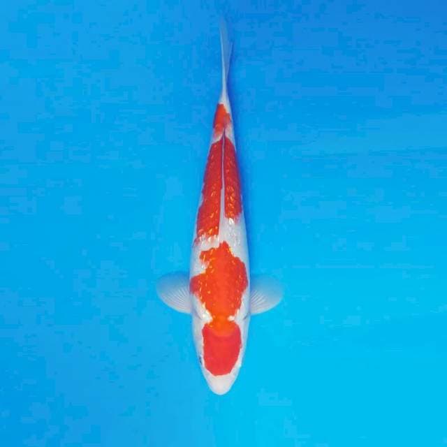 HANA 3 - KOHAKU GIN RIN ®