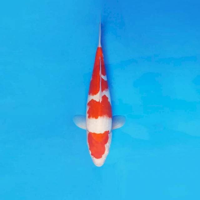 HANA 4 - KOHAKU ®