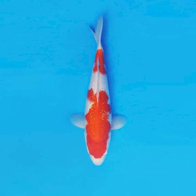 HANA 5 - KOHAKU GIN RIN ®