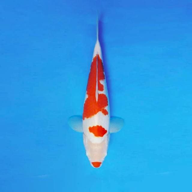 HANA 6 - KOHAKU KUCIBENI ®