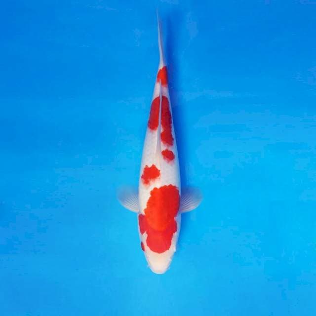 HANA 13 - KOHAKU ®