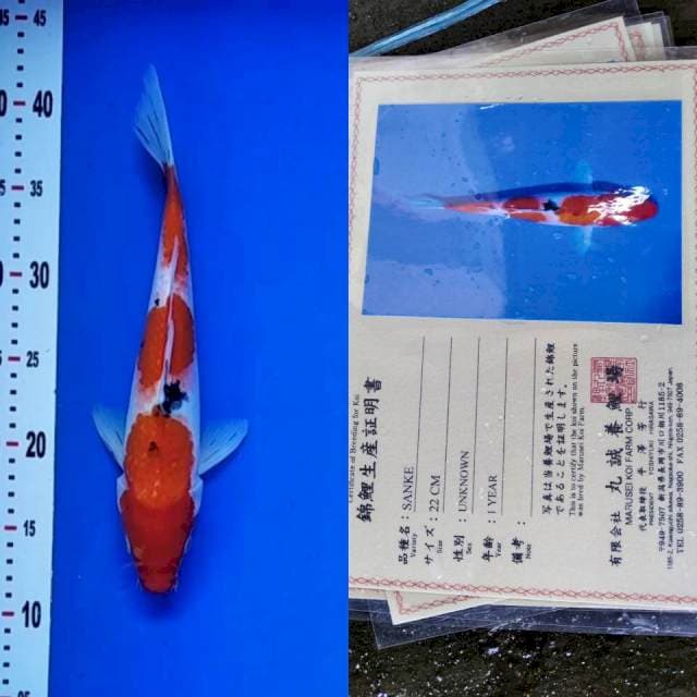 Sanke import marusei