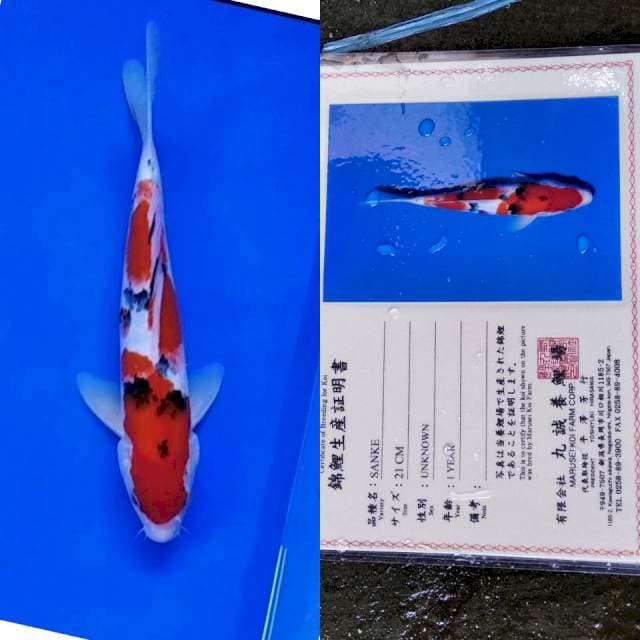 Sanke import marusei