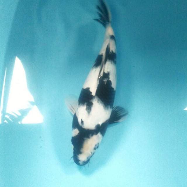 Shiro Female, 39 cm