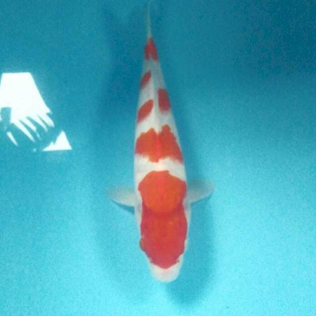 Kohaku, Male 32 cm
