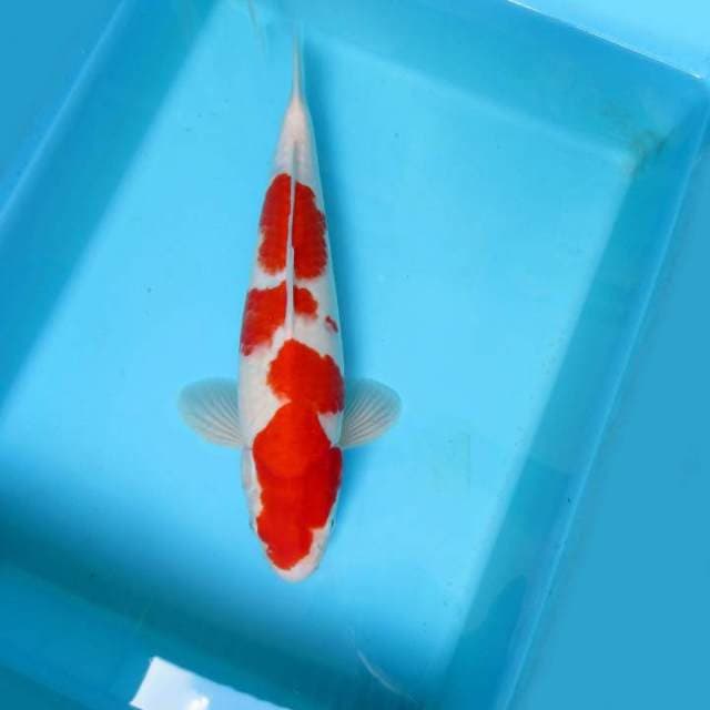 IZUMO SEVEN ~ Kohaku spc