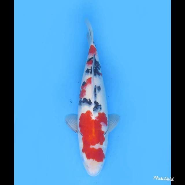 45cm fml , Jumbo Red Sanke Tsubo Sumi