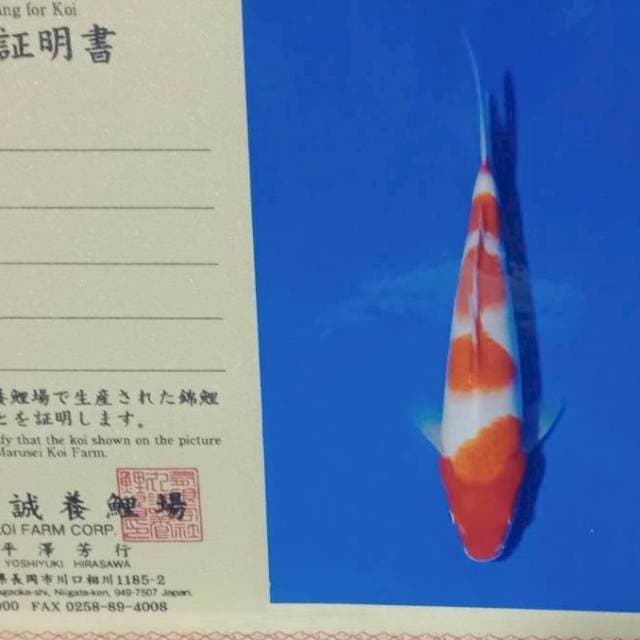 Kohaku import marusei farm