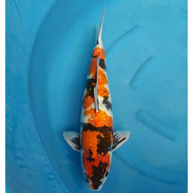 Ogata Jumbo Male Showa Ginrin