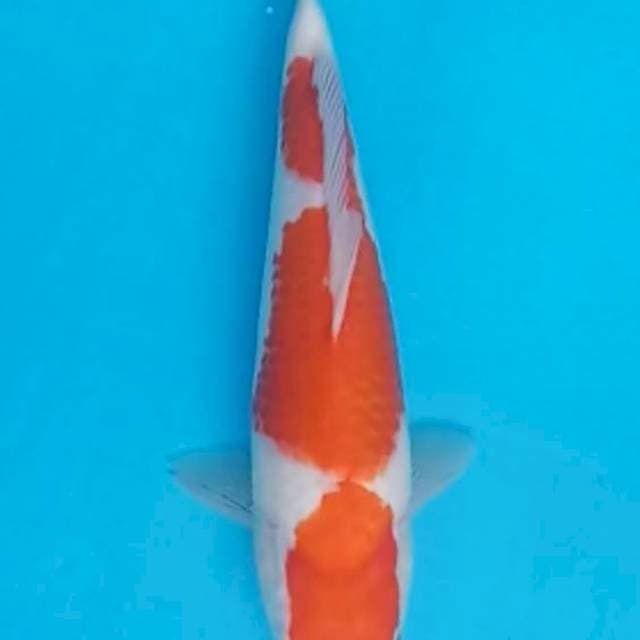 Kohaku