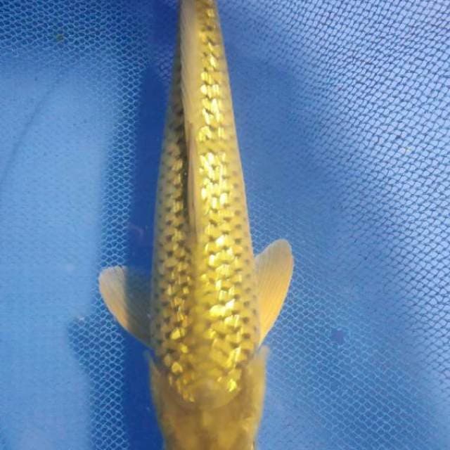 Chagoi gindrin 28cm