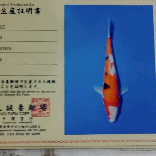 Sanke import marusei farm