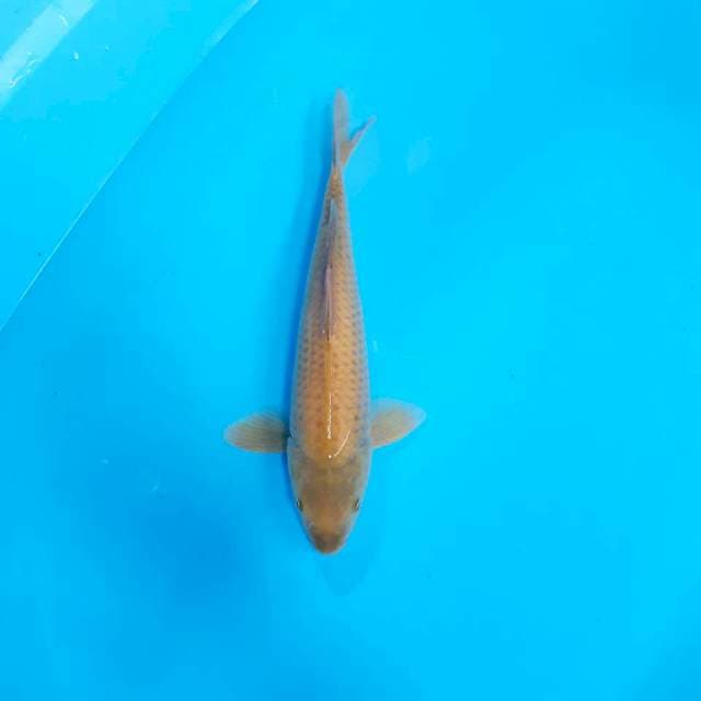 Midori 28 cm
