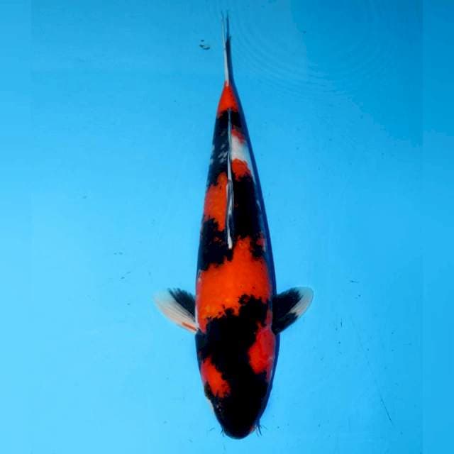 SHOWA SANSHOKU SQ - MALE