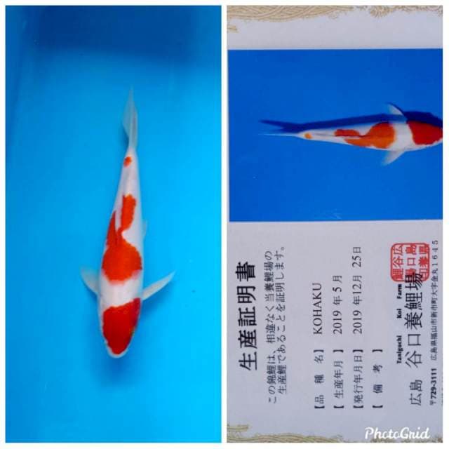 Kohaku taniguchi farm