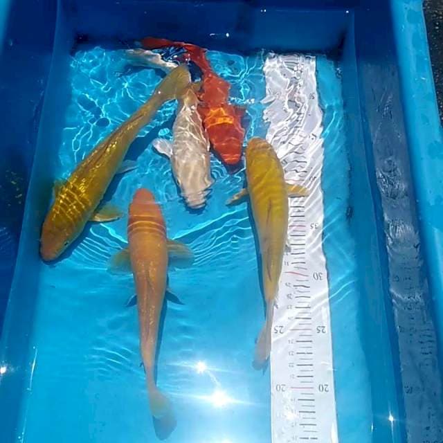 Paket penjinak kolam