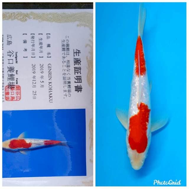 Ginrin kohaku taniguchi
