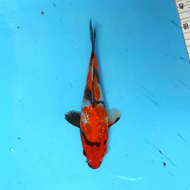 ND NGGINRIN NYUS 21CM