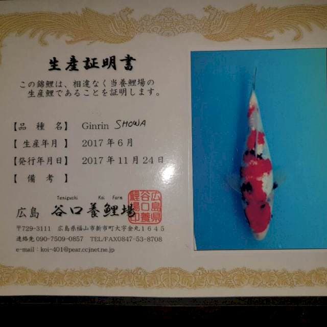 Showa Ginrin Serti Taniguchi