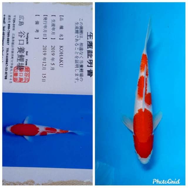 Kohaku import taniguchi farm