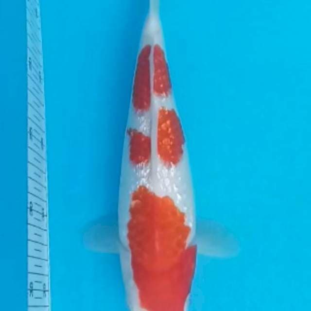 Kohaku Ginrin 28 cm