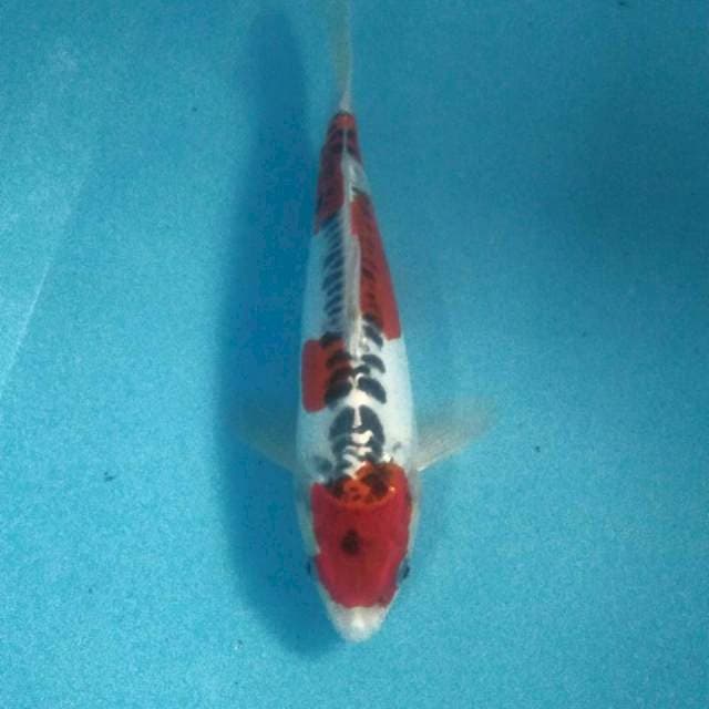Goshiki Doitsu, 28 cm