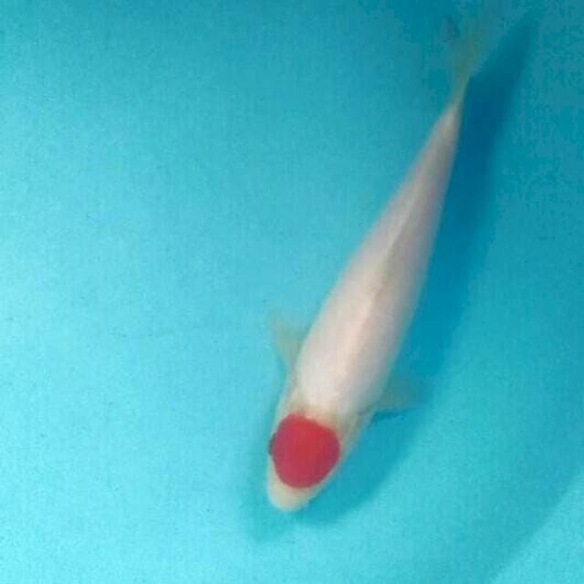 Tancho Kohaku, 27 cm