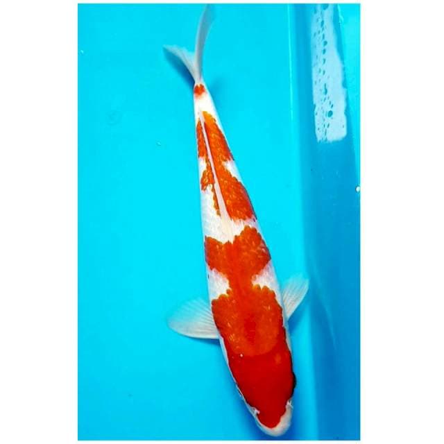 SUPER KOHAKU JANTAN 31cm STRONG