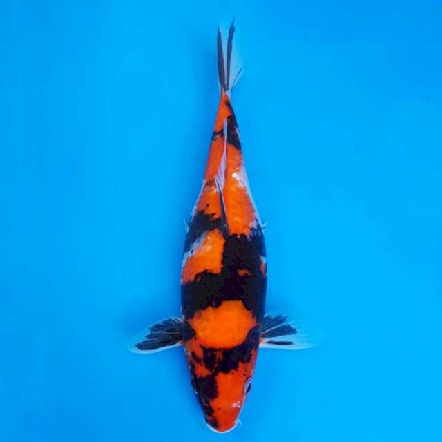 Showa 32cm