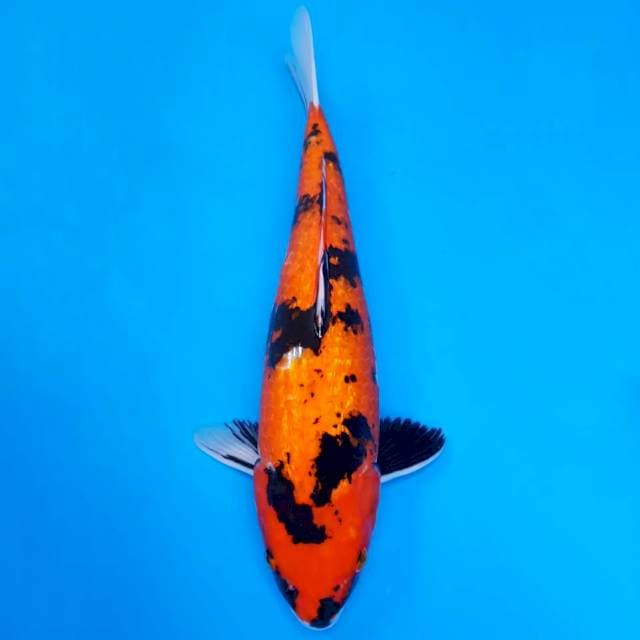Ginrin showa 43cm