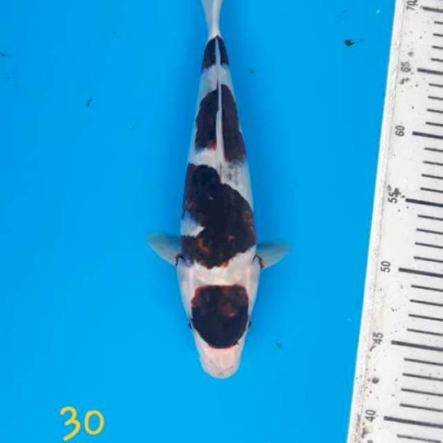 Maruten goromo SQ 30cm