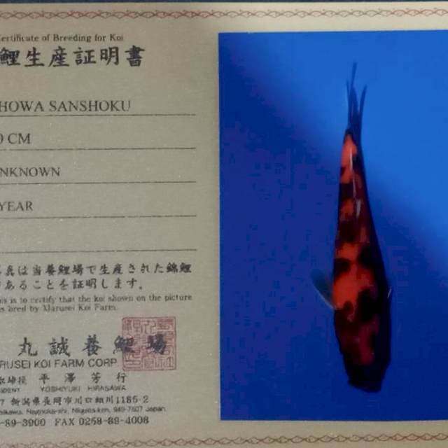 Showa strong import marusei farm