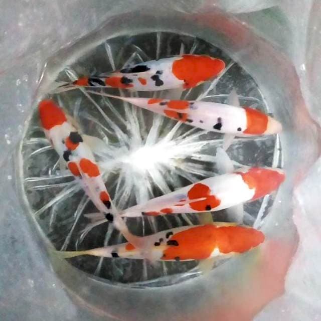 ±25cm. 5 ekor Doitsu