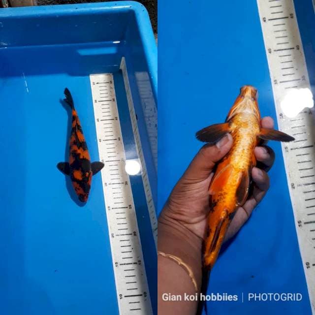 HI UTSURI TEMBUS PERUT HQ 25 CM