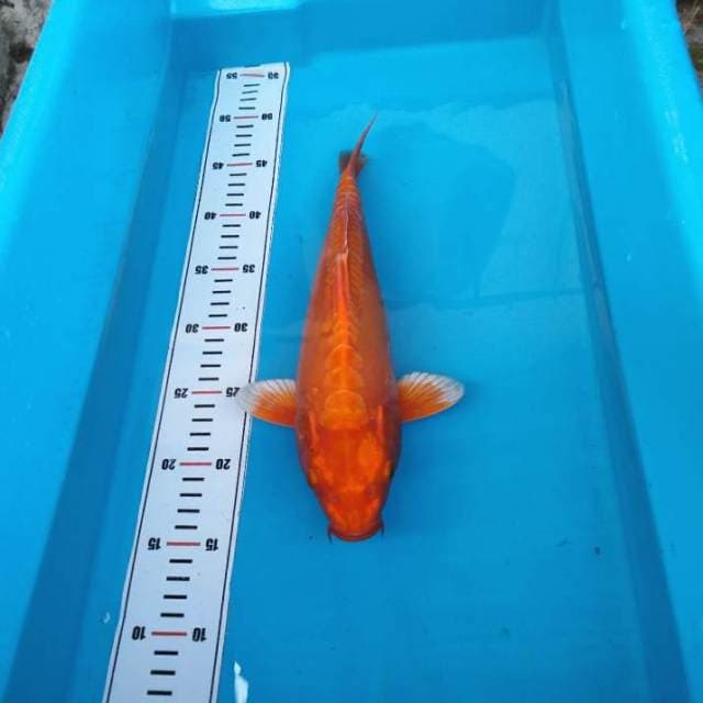 Orenji bulky body torpedo