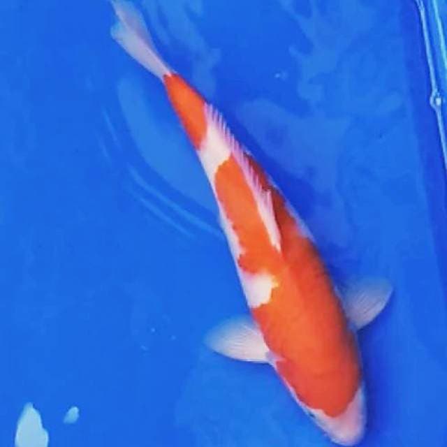 KOHAKU#2#