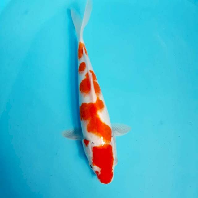 Kohaku strong 28cm