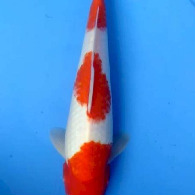 Kohaku