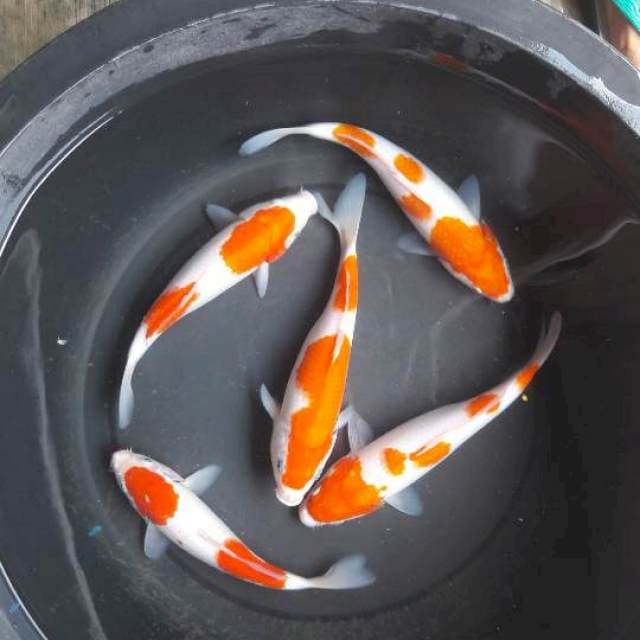 27