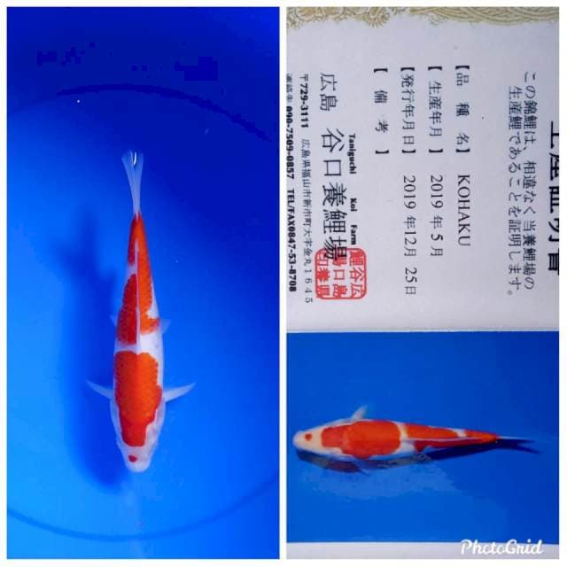 Kohaku import taniguchi farm