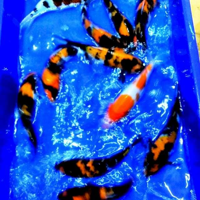 Hiutsuri showa kohaku goromo jozz