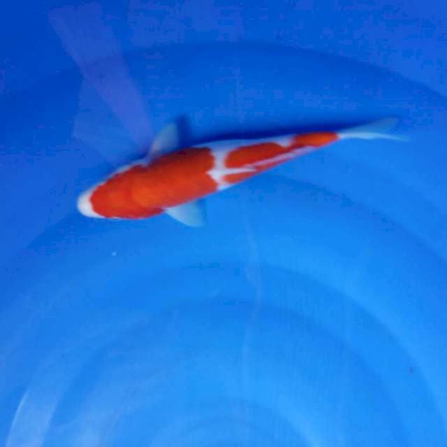 Nindan kohaku