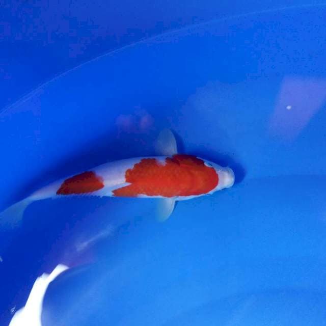 Nindan kohaku