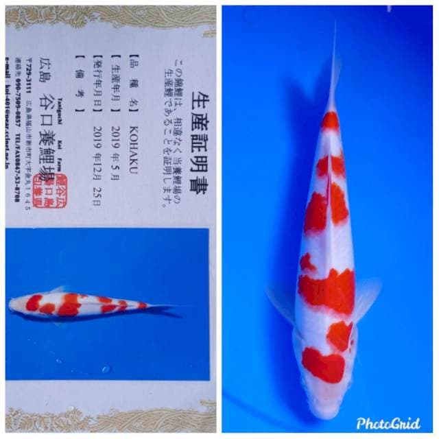 Kohaku import taniguchi farm