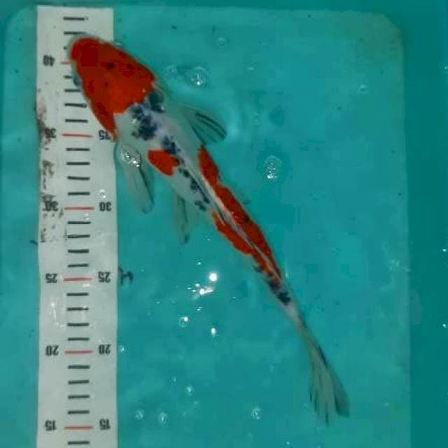 Showa antik... 28cm