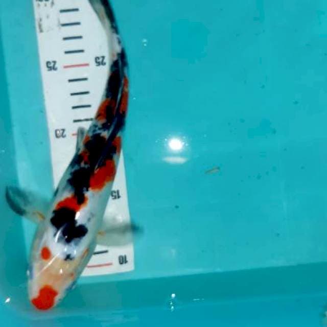 Showa antik...28cm