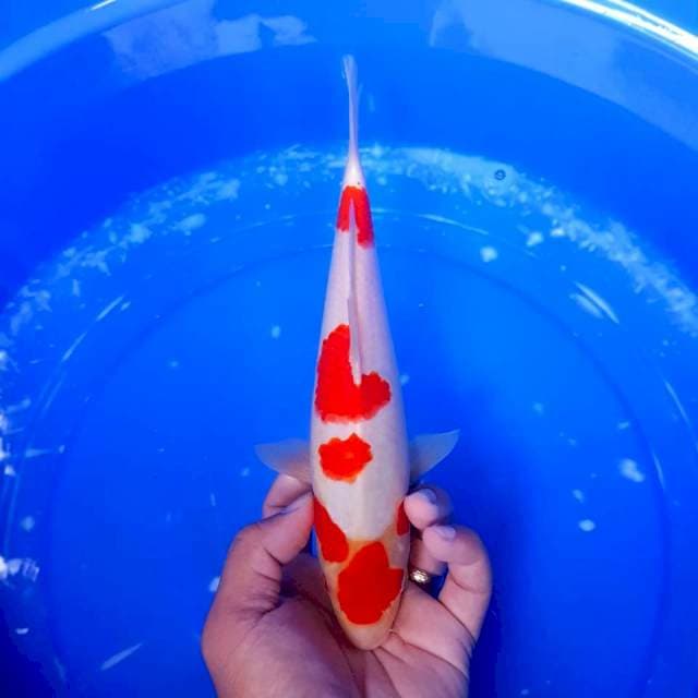 Maruten Kohaku size 26cm