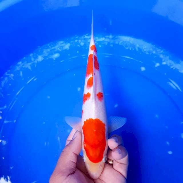 Kohaku 25cm