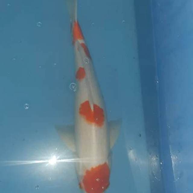 Kohaku bulki ...!! Lelang cepat